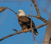 2023 02 11 RedwingEagles 024